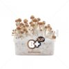 100% Mycelium Magic Mushroom Growkit B+