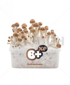100% Mycelium Magic Mushroom Growkit B+