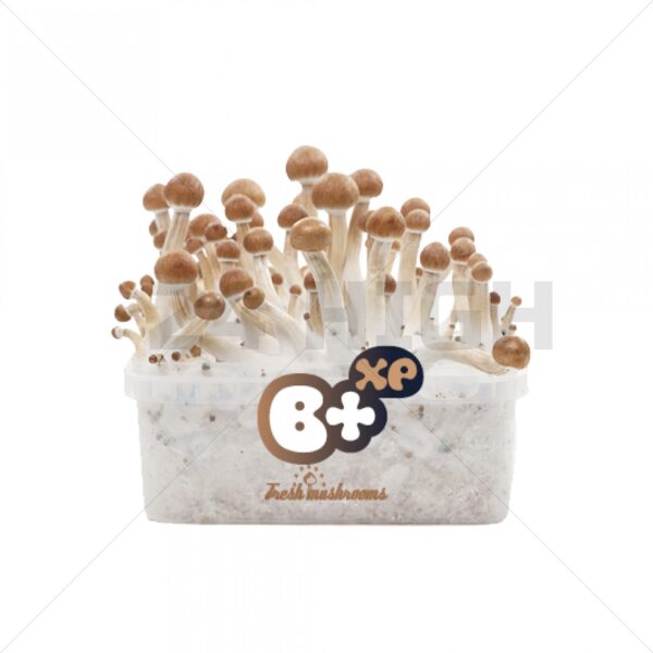 100% Mycelium Magic Mushroom Growkit B+