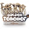 Buy 100% Mycelium Magic Mushroom Growkit Golden Teacher Online for usage with psychedelics.