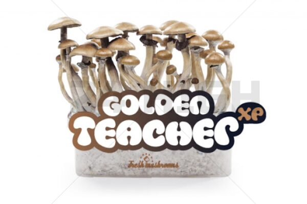 Buy 100% Mycelium Magic Mushroom Growkit Golden Teacher Online for usage with psychedelics.