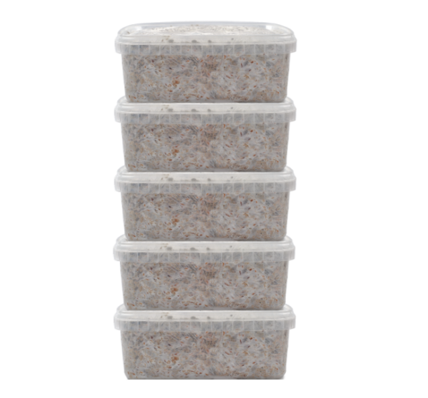 5 Magic Mushroom grow kit Discount Pack
