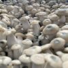 ALBINO PENIS ENVY MAGIC MUSHROOM