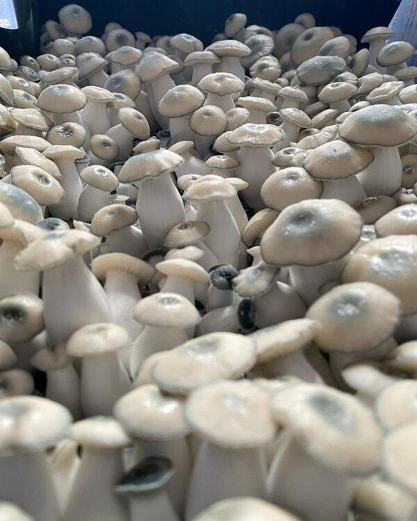 ALBINO PENIS ENVY MAGIC MUSHROOM