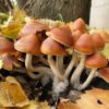 Azurescens Outdoor Growkit