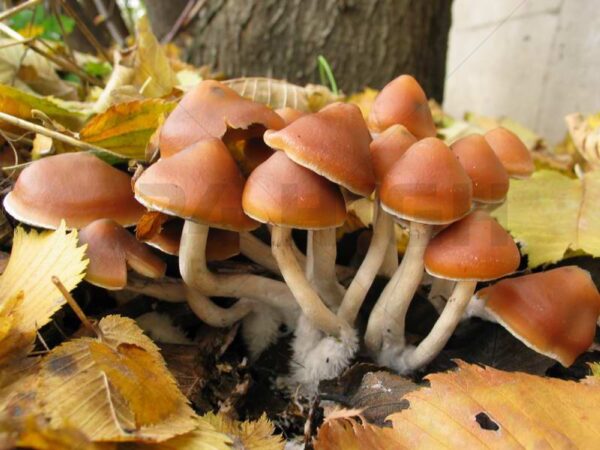 Azurescens Outdoor Growkit