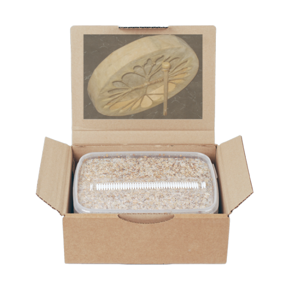 Grow Kit Golden Teacher