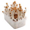 Grow Kit Mazatapec Sorcery Mushroom development pack is somewhat different from the development units you could have utilized previously.