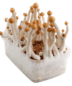 Grow Kit Mazatapec Sorcery Mushroom development pack is somewhat different from the development units you could have utilized previously.