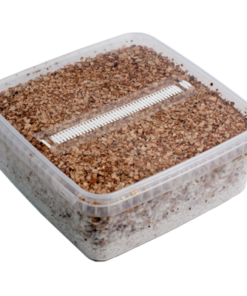 Grow Kit Mexican XL