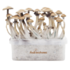 Grow kit Golden Teacher XP