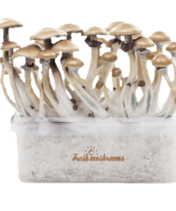 Grow kit Golden Teacher XP