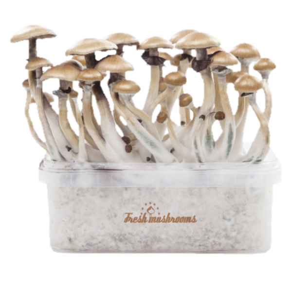 Grow kit Golden Teacher XP